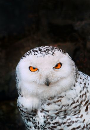 owl, bird Wallpaper 1640x2360