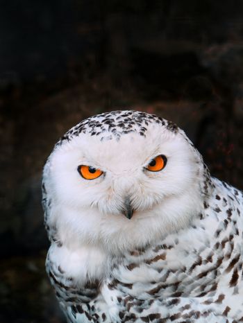 owl, bird Wallpaper 1668x2224