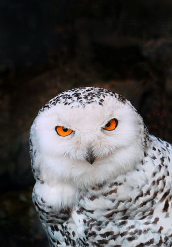 owl, bird Wallpaper 1668x2388