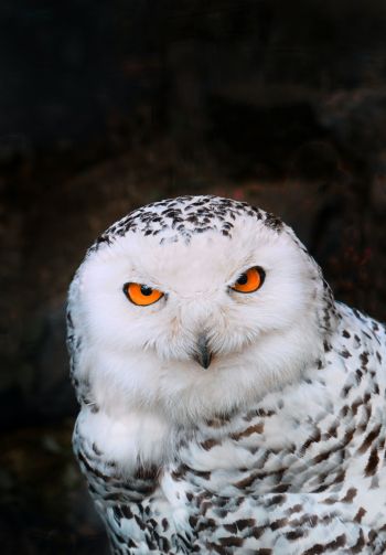 owl, bird Wallpaper 1640x2360