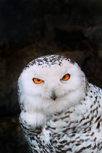 owl, bird Wallpaper 640x960