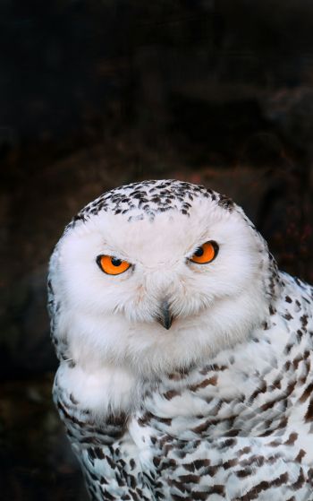 owl, bird Wallpaper 1752x2800