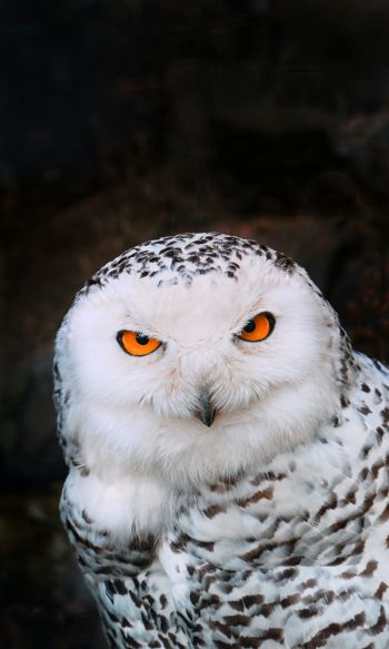owl, bird Wallpaper 1200x2000