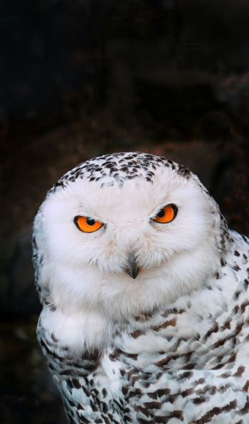 owl, bird Wallpaper 600x1024