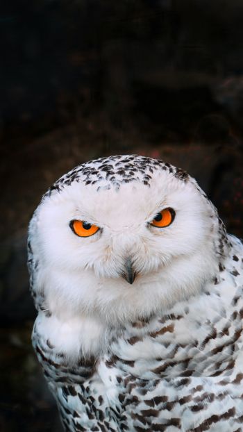 owl, bird Wallpaper 750x1334