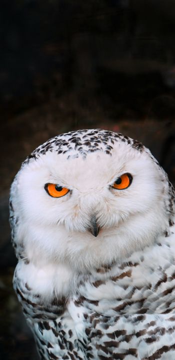 owl, bird Wallpaper 1080x2220