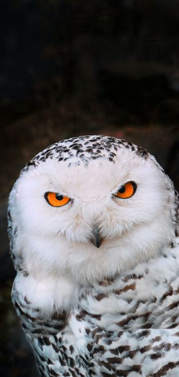 owl, bird Wallpaper 1440x3040