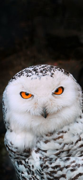 owl, bird Wallpaper 1284x2778