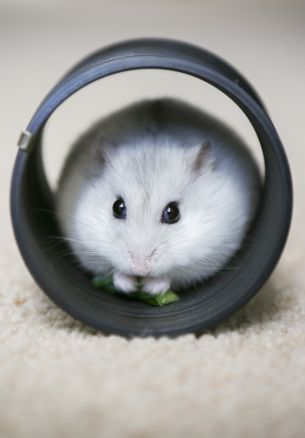 home, rodent, hamster Wallpaper 1640x2360