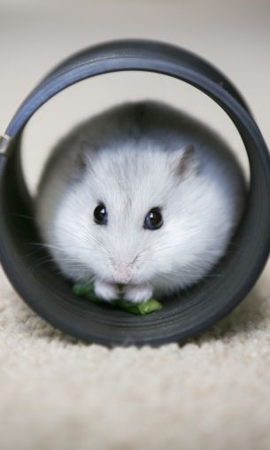 home, rodent, hamster Wallpaper 1200x2000