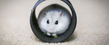 home, rodent, hamster Wallpaper 3440x1440
