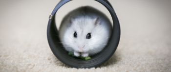 home, rodent, hamster Wallpaper 2560x1080