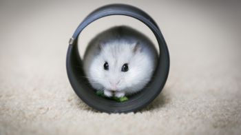 home, rodent, hamster Wallpaper 1366x768