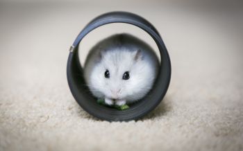 home, rodent, hamster Wallpaper 2560x1600