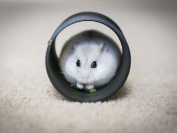 home, rodent, hamster Wallpaper 1024x768