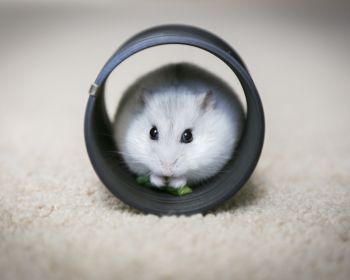 home, rodent, hamster Wallpaper 1280x1024