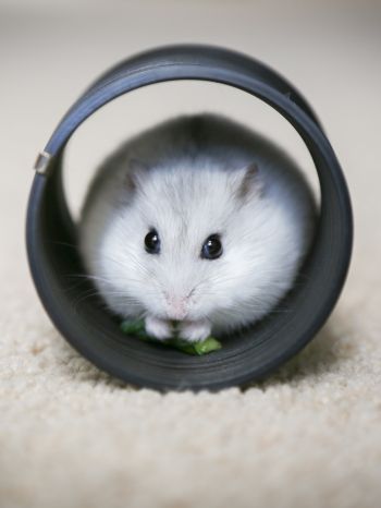 home, rodent, hamster Wallpaper 1620x2160