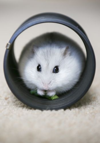 home, rodent, hamster Wallpaper 1668x2388