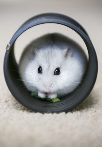 home, rodent, hamster Wallpaper 1640x2360