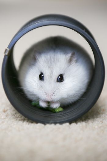 home, rodent, hamster Wallpaper 640x960