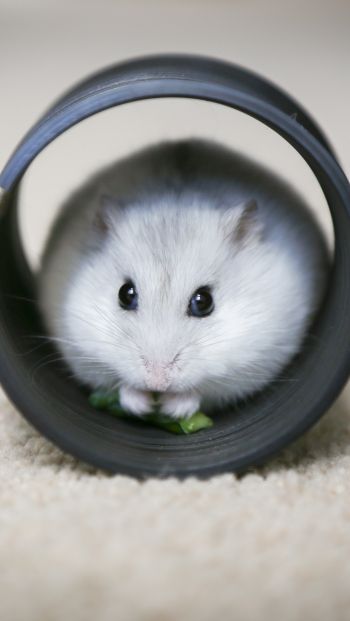 home, rodent, hamster Wallpaper 640x1136