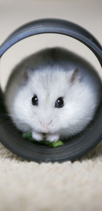 home, rodent, hamster Wallpaper 1440x2960