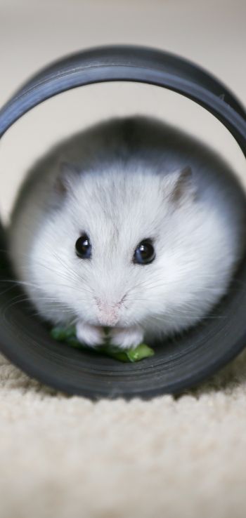 home, rodent, hamster Wallpaper 1080x2280
