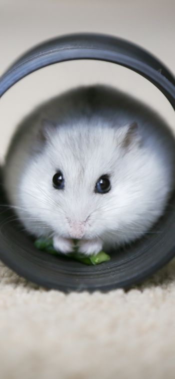 home, rodent, hamster Wallpaper 1080x2340