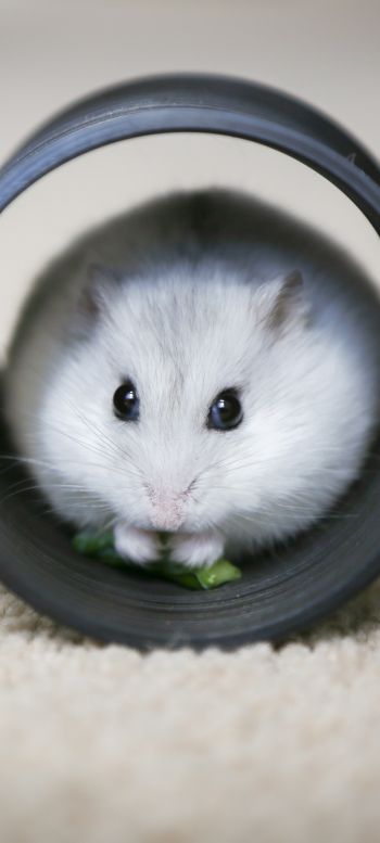home, rodent, hamster Wallpaper 1440x3200