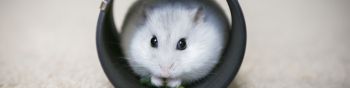 home, rodent, hamster Wallpaper 1590x400