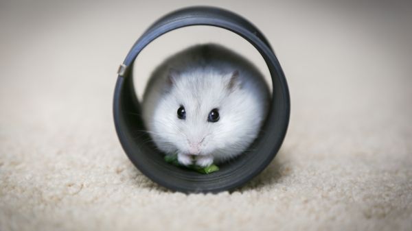home, rodent, hamster Wallpaper 1920x1080