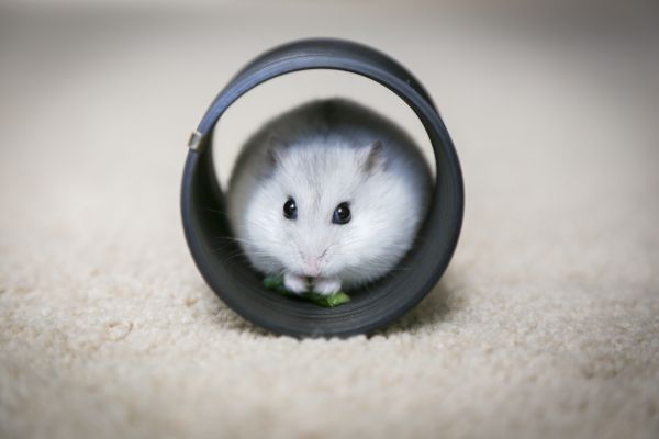 home, rodent, hamster Wallpaper 5472x3648