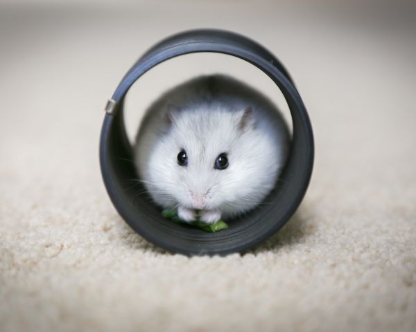 home, rodent, hamster Wallpaper 1280x1024