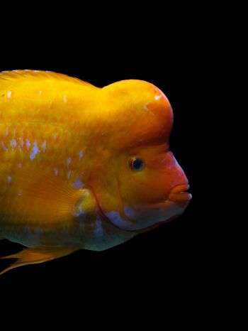 goldfish Wallpaper 1620x2160