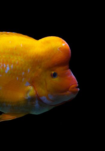 goldfish Wallpaper 1640x2360