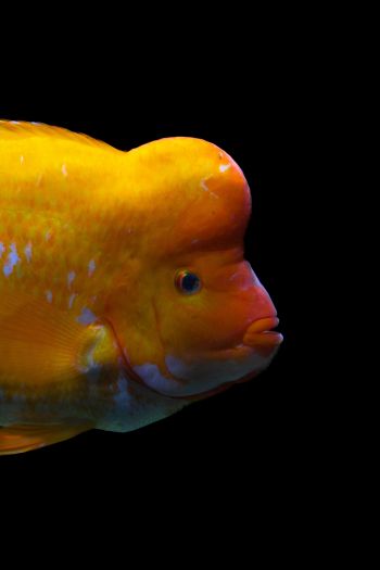 goldfish Wallpaper 640x960
