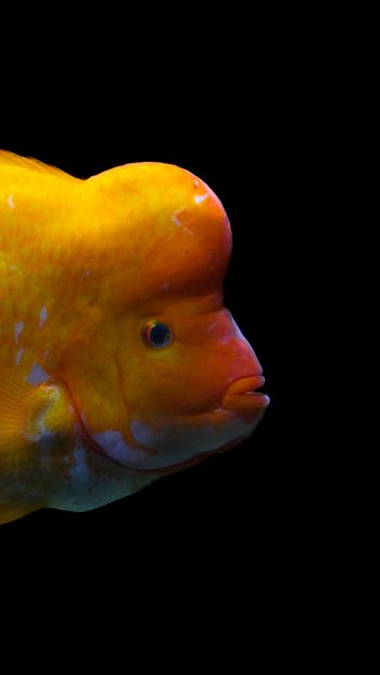 goldfish Wallpaper 640x1136