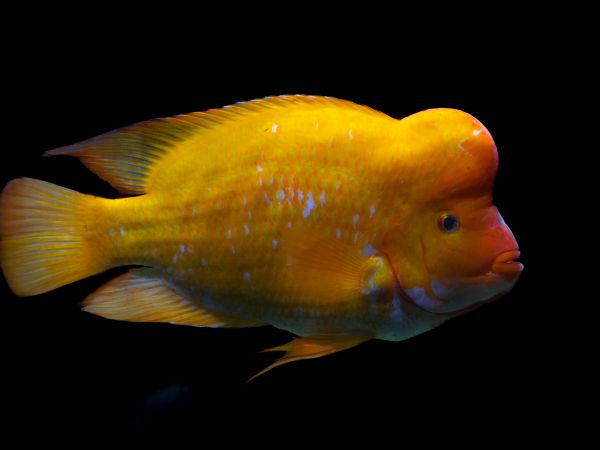 goldfish Wallpaper 1024x768