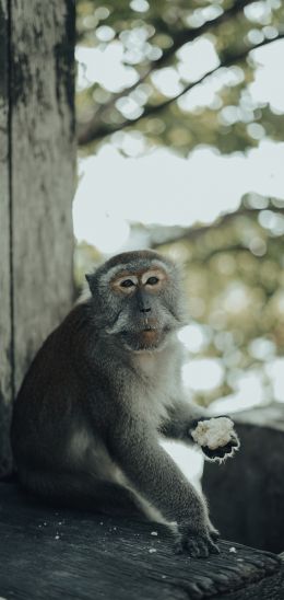 Padang, indonesia Wallpaper 1080x2280