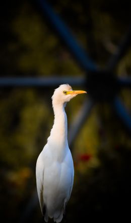 Anand, Gujarat, India Wallpaper 600x1024