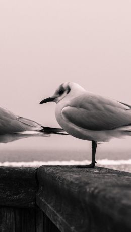 seagulls, sea Wallpaper 750x1334