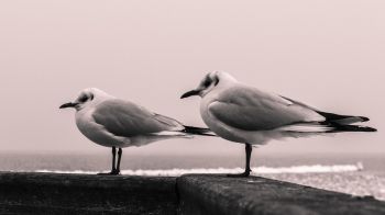 seagulls, sea Wallpaper 2560x1440
