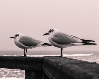 seagulls, sea Wallpaper 1280x1024