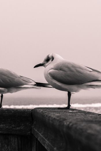 seagulls, sea Wallpaper 640x960