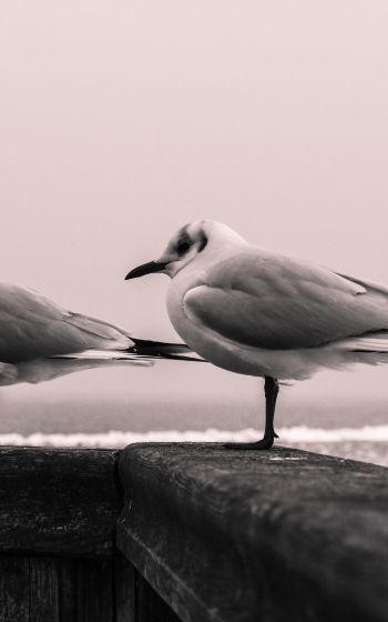 seagulls, sea Wallpaper 800x1280