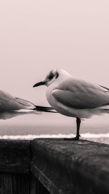 seagulls, sea Wallpaper 640x1136
