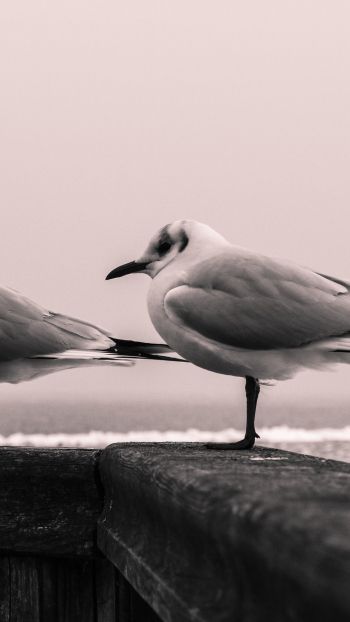 seagulls, sea Wallpaper 1080x1920