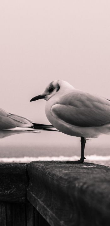 seagulls, sea Wallpaper 1080x2220