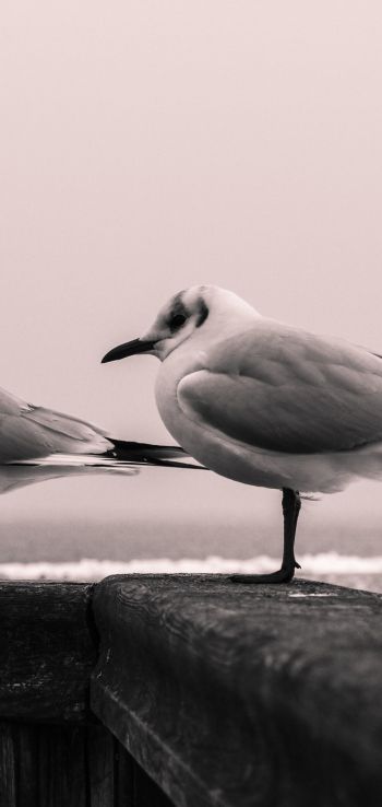 seagulls, sea Wallpaper 1080x2280