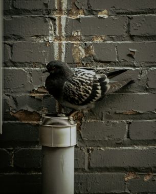 Flint, USA, pigeon Wallpaper 2473x3091